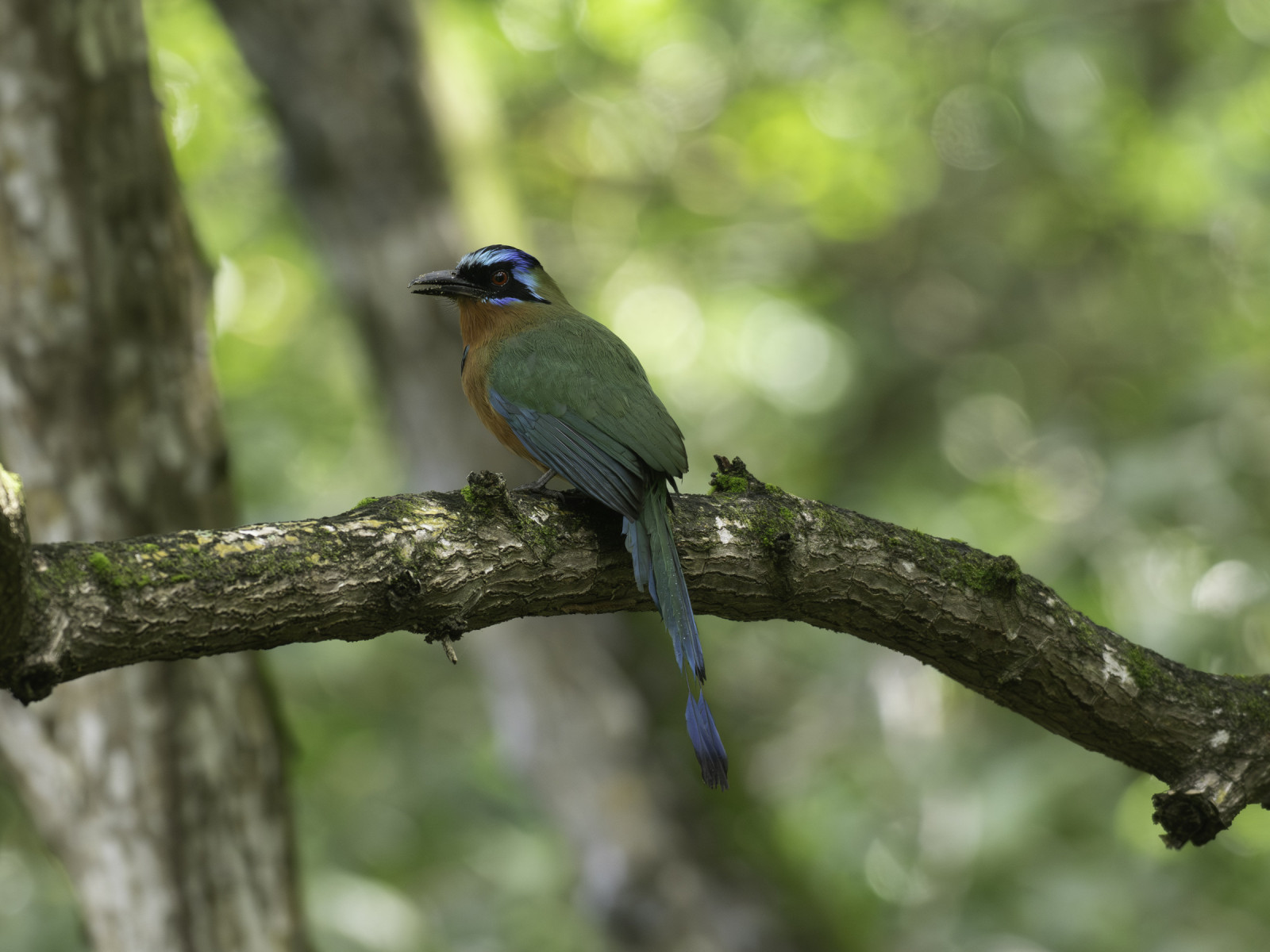 image Trinidad Motmot